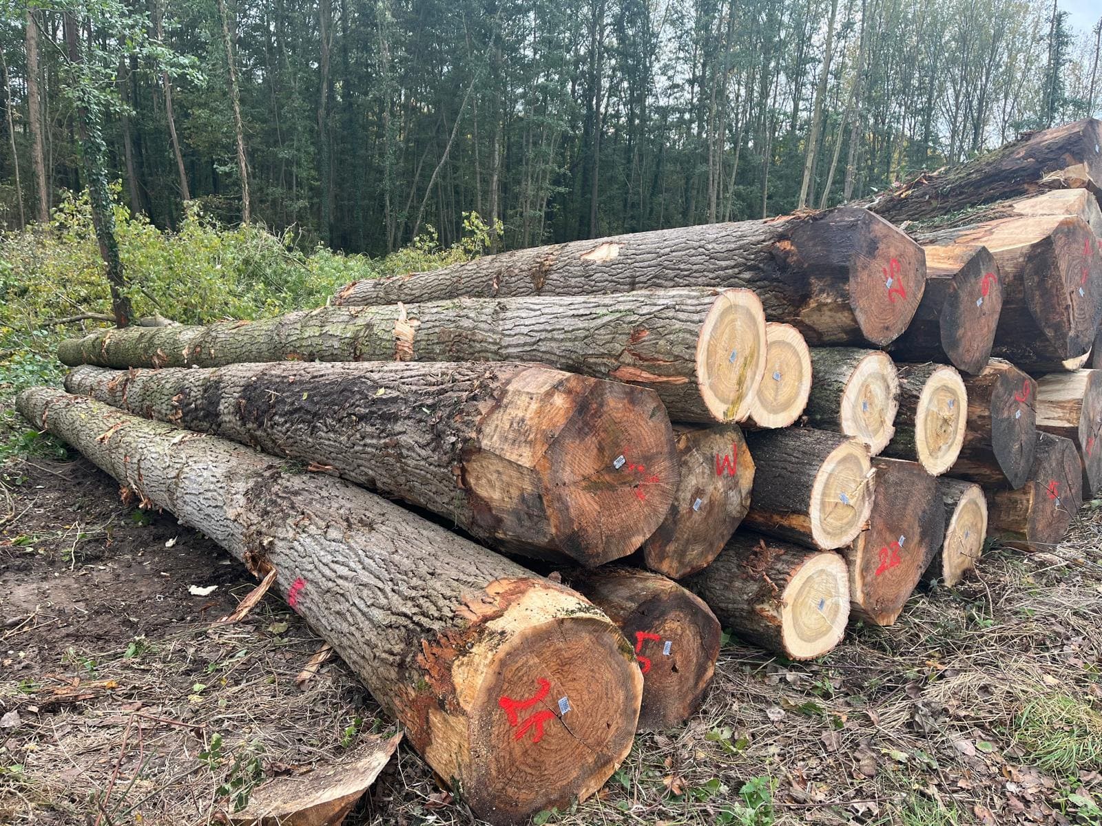 Timber Wood